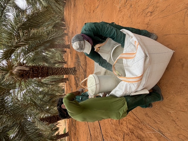 Worker applying zeolite at a date palm base