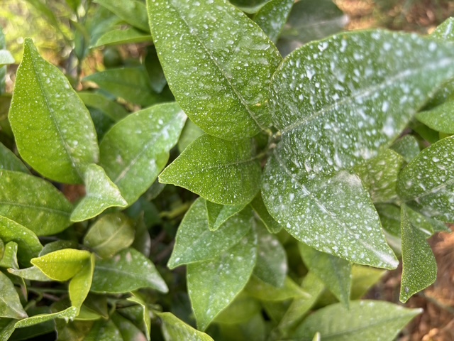 Orchard treated with zeolite