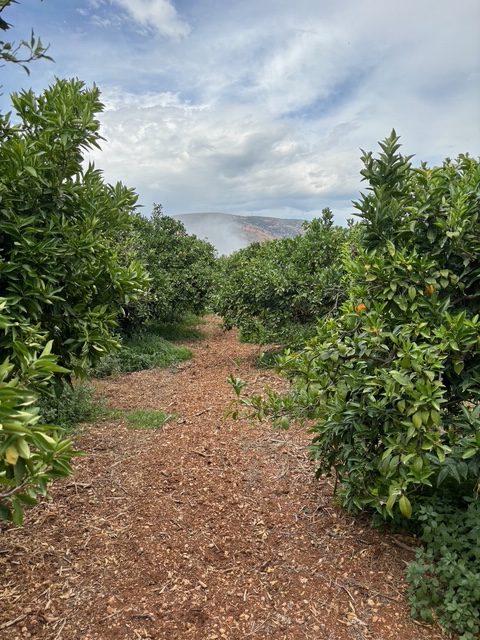Micronised zeolite foliar spray on citrus trees (6)