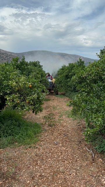 Micronised zeolite foliar spray on citrus trees (7)