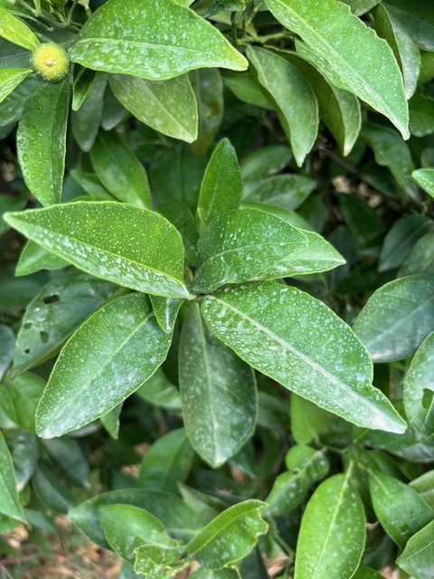 Micronised zeolite foliar spray on citrus trees (8)