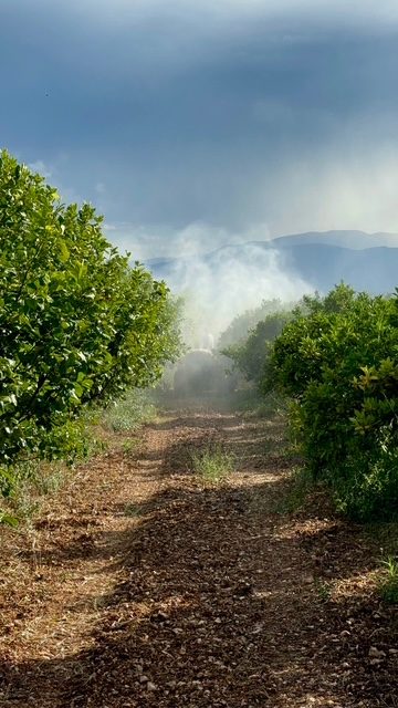 Micronised zeolite foliar spray on citrus trees (10)
