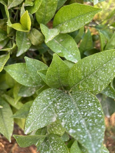 Micronised zeolite foliar spray on citrus trees (11)