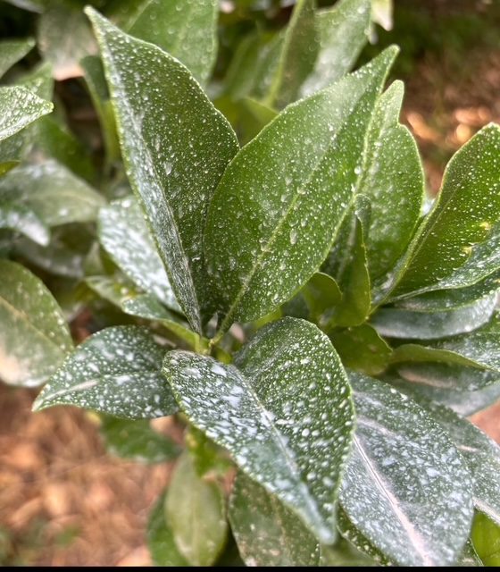 Micronised zeolite foliar spray on citrus trees (12)