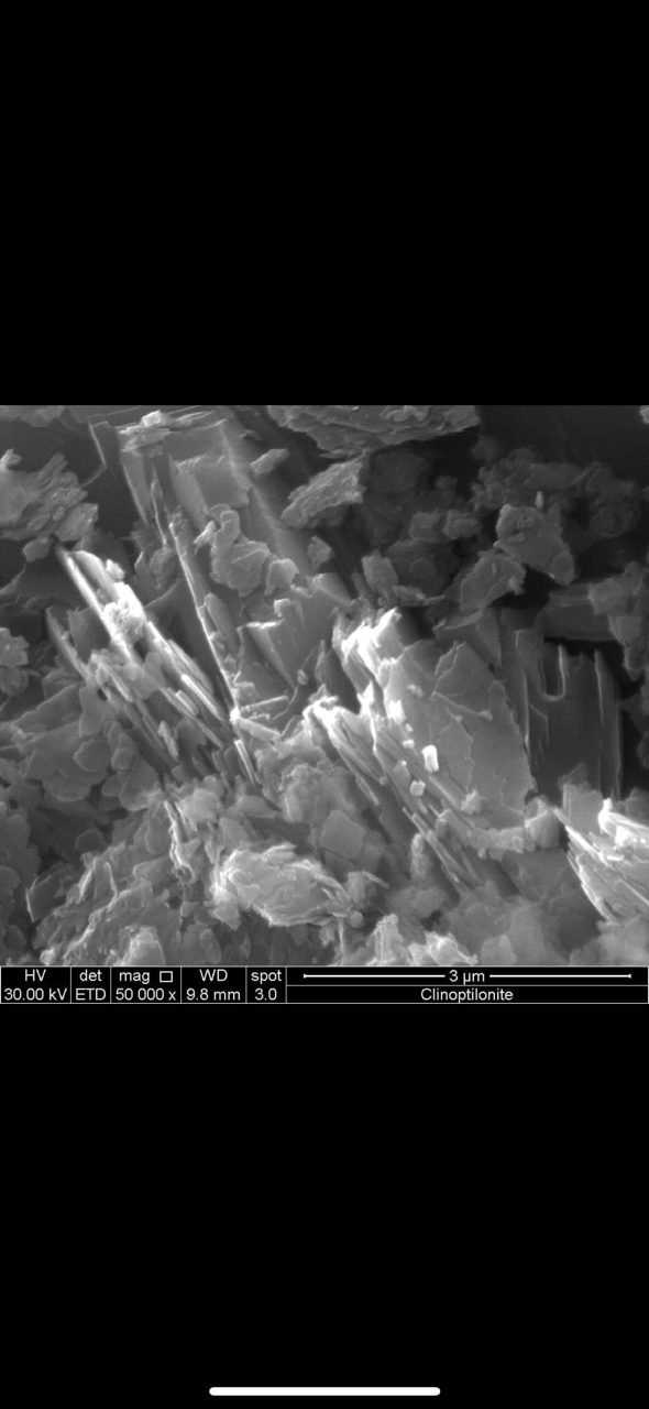 Micronised zeolite foliar spray on citrus trees (13)