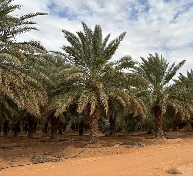 Natural zeolite applied in the field (5)
