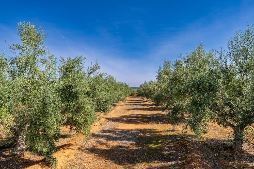 Rows of olive trees in a Mediterranean olive grove