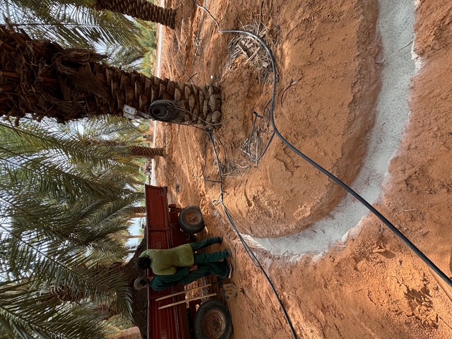 Zeolite applied at date palm base with drip irrigation