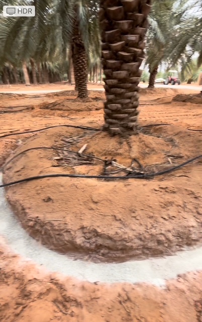 Zeolite applied around a plant base