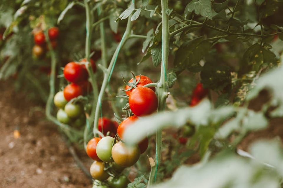 Ripe tomatoes growing on staked plants in the soil